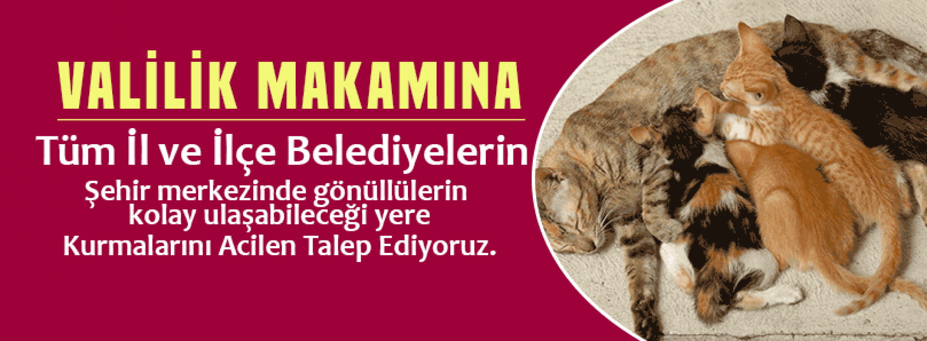 11 Valilere Ve Belediye Baskanligina Kedilerin Kisirlastirma Ve Tedavisi Icin Kedi Kisirlastirma Unitesi Yapilmasi Talebimiz Haykonfed Hayvanlarin Yasam Haklari Konfederasyonu