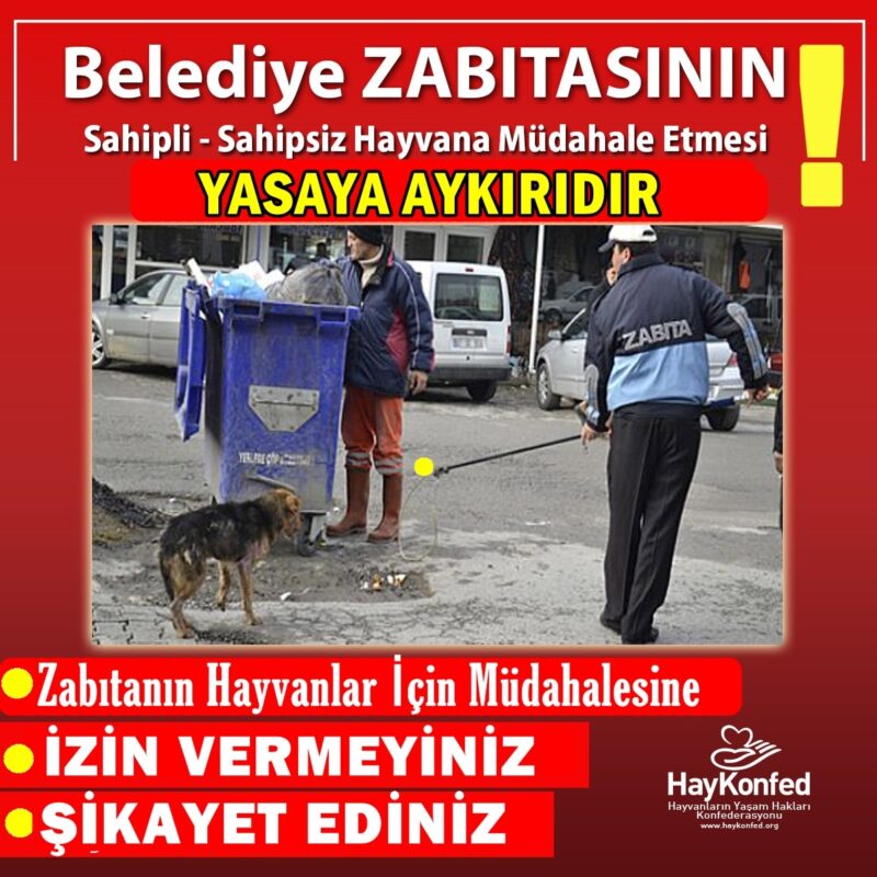 27 Valilik Ve Belediyeye Belediye Zabitasinin Sahipli Sahipsiz Hayvana Mudahalesi Yasaya Aykiridir Haykonfed Hayvanlarin Yasam Haklari Konfederasyonu