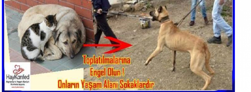 42 Belediyeler Sadece Kisirlastirmak Icin Kedi Kopek Toplar Bunun Disinda Kedi Kopek Toplayamaz Haykonfed Hayvanlarin Yasam Haklari Konfederasyonu