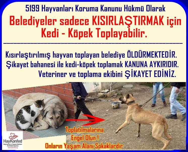 42 Belediyeler Sadece Kisirlastirmak Icin Kedi Kopek Toplar Bunun Disinda Kedi Kopek Toplayamaz Haykonfed Hayvanlarin Yasam Haklari Konfederasyonu