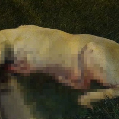 Akşehir’de Bilinmeyen Kişilerce Silahla Vurulan Köpek, Belediye Ekipleri Tarafından İşkence ile Alınarak YOK EDİLDİ.