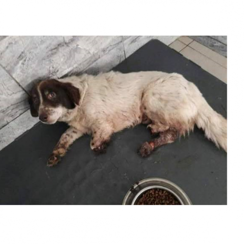 Karamanköy’de köpeğin 3 bacağını kesen faillerin araştırılması