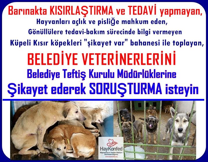 45 Belediye Veterinerini Belediye Teftis Kurulu Mudurlugune Sikayet Ediniz Haykonfed Hayvanlarin Yasam Haklari Konfederasyonu