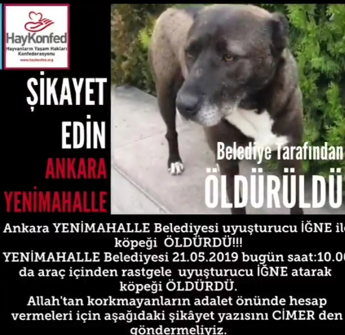 Ankara Yenimahalle Belediyesi Uyusturucu Igne Ile Kopegi Oldurdu Haykonfed Hayvanlarin Yasam Haklari Konfederasyonu