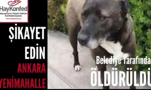Ankara YENİMAHALLE Belediyesi Uyuşturucu İĞNE ile Köpeği  ÖLDÜRDÜ!