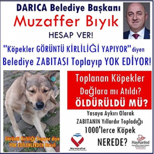 Darıca Belediyesi Zabıtası Köpekleri Toplayarak YOK EDİYOR.