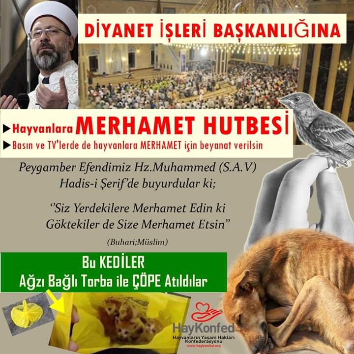 36 Diyanet Isleri Baskanligina Hayvanlar Icin Merhamet Hutbesi Okunsun Haykonfed Hayvanlarin Yasam Haklari Konfederasyonu