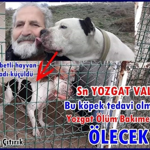 Yozgat Belediyesi Bakımevinde Hücrede Esir Edilen Alaattin Amca’nın Köpeği Ölüyor.