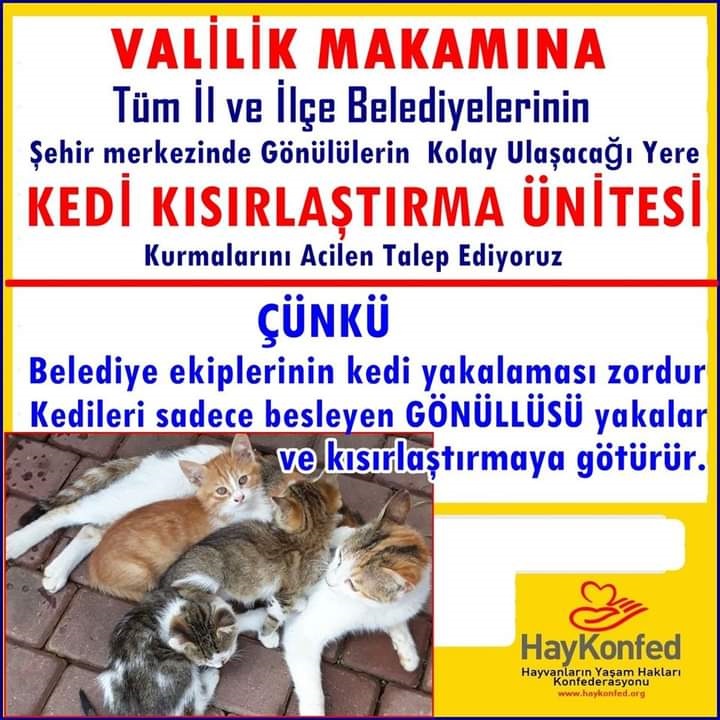 belediyeler_kedi_kisirlastirma_unitesi_kurmali